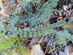 Astrolepis cochisensis