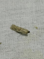 Homoeosoma nebulella