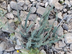 Astrolepis cochisensis