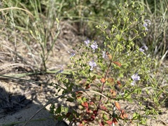 Trichostema nesophilum