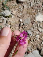 Cyphomeris gypsophiloides