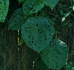 Dioscorea bulbifera