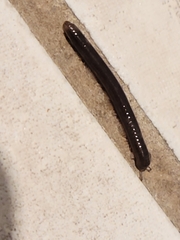 Cylindroiulus caeruleocinctus