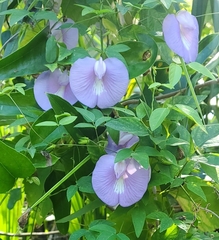 Centrosema virginianum