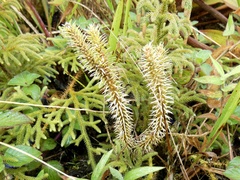 Lycopodiaceae