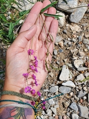Cyphomeris gypsophiloides