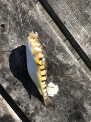 Sphoeroides maculatus