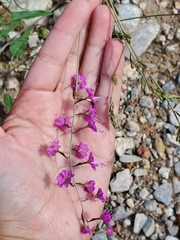 Cyphomeris gypsophiloides