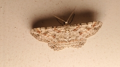 Iridopsis defectaria