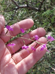 Cyphomeris gypsophiloides