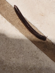 Cylindroiulus caeruleocinctus