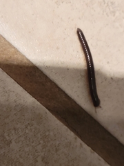 Cylindroiulus caeruleocinctus