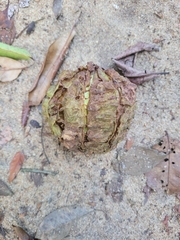 Carpotroche brasiliensis
