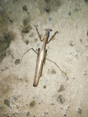 Statilia maculata