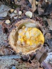Carpotroche brasiliensis
