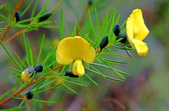 Gompholobium grandiflorum