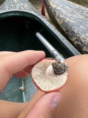 Russula paludosa
