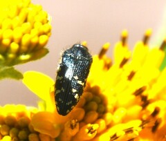 Acmaeodera