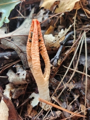 Pseudocolus fusiformis