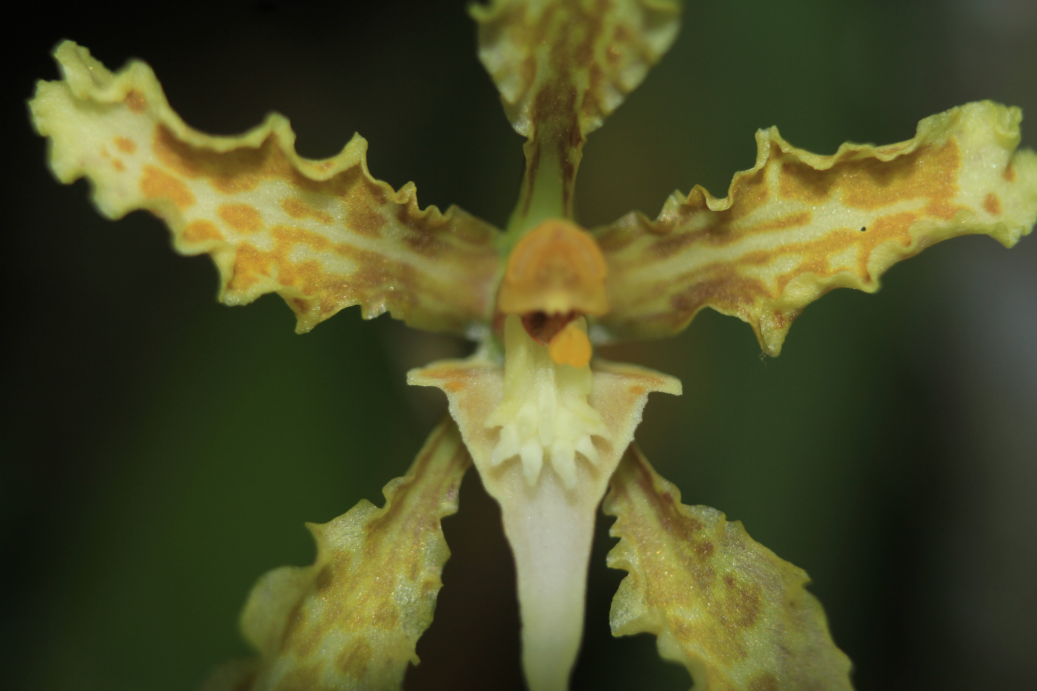 Cyrtochilum sodiroi (Rchb.f.) Kraenzl. 4