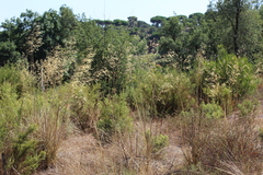 Celtica gigantea