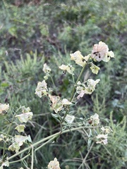 Mirabilis albida