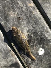 Sphoeroides maculatus