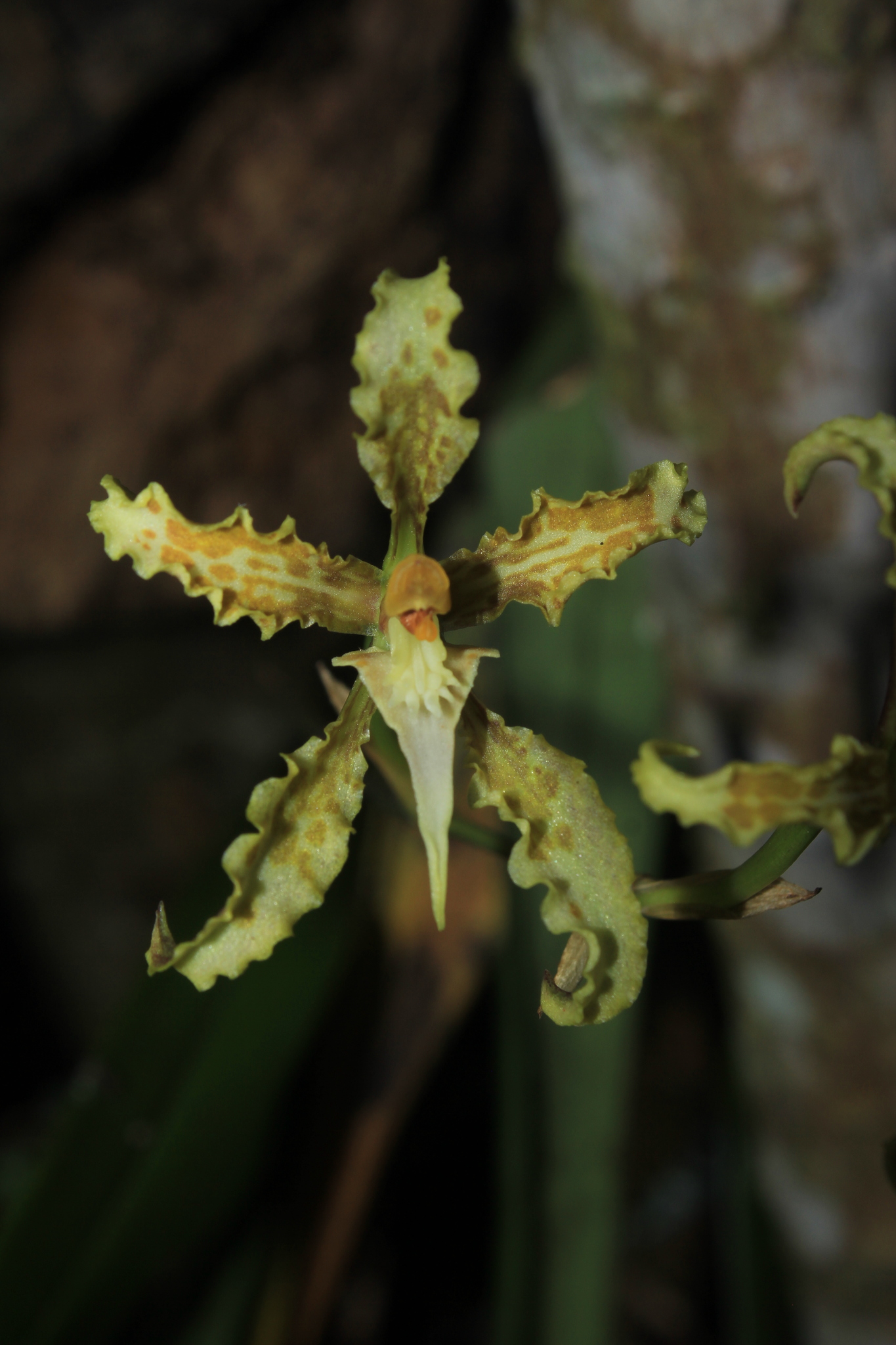Cyrtochilum sodiroi (Rchb.f.) Kraenzl. 3