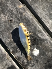 Sphoeroides maculatus