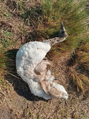 Cygnus melancoryphus