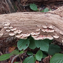 Thysanoptera