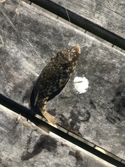 Sphoeroides maculatus