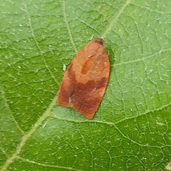 Cacoecimorpha pronubana