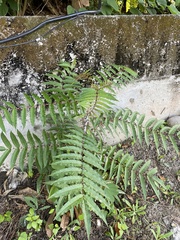 Zanthoxylum ailanthoides