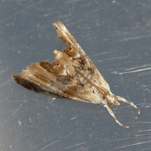 Julia's Dicymolomia Moth photo 5