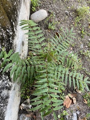 Zanthoxylum ailanthoides