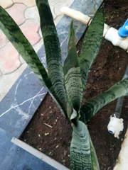 Sansevieria
