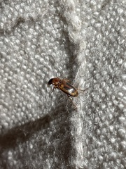 Agonoderus