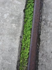 Dichondra carolinensis
