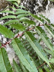 Zanthoxylum ailanthoides