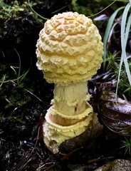 Amanita muscaria guessowii