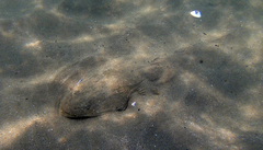 Platycephalus indicus