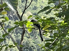 Dendrocitta formosae