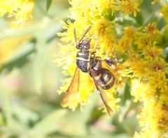 Leucospis affinis