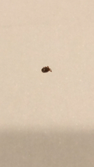 Amblyomma americanum