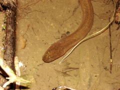 Synbranchus marmoratus