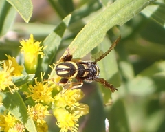 Leucospis affinis
