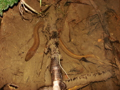 Synbranchus marmoratus