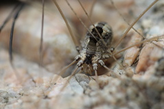 Leuronychus pacificus