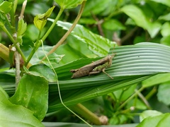 Pseudoxya diminuta
